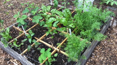 Square Foot Garden