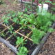 Square Foot Garden