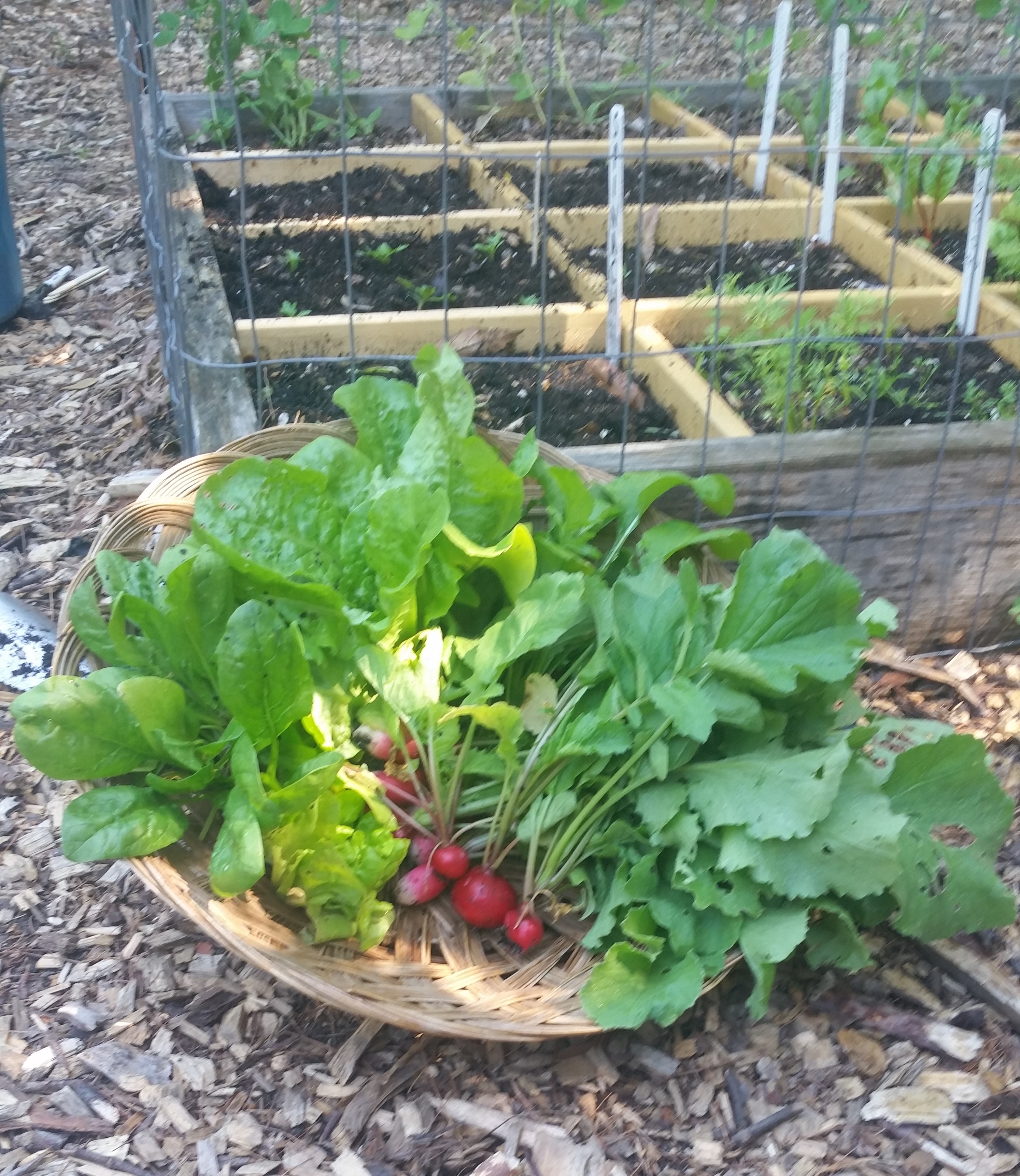 Square Foot Garden