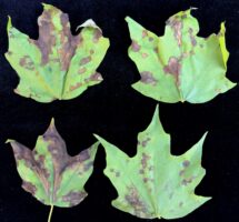 Anthracnose of maple