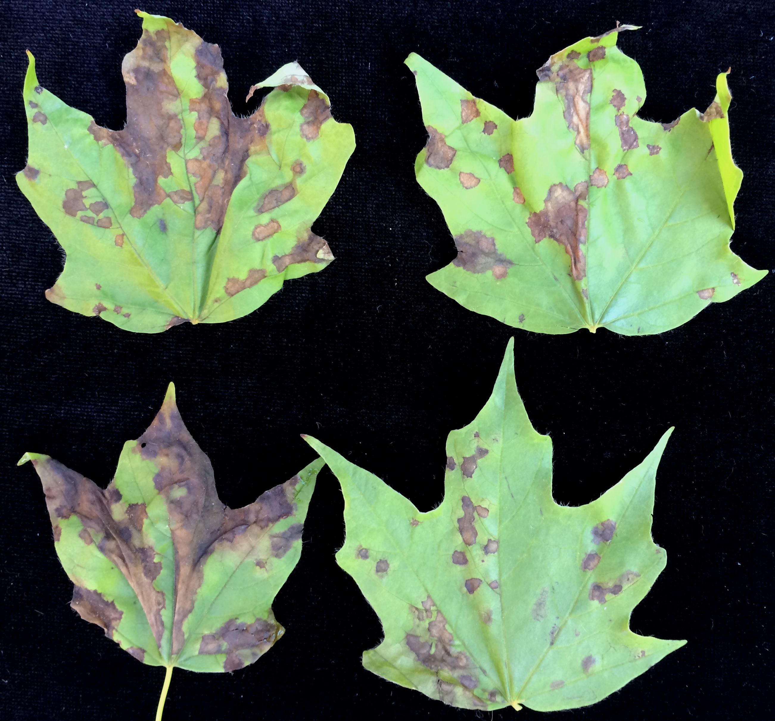 Anthracnose of maple
