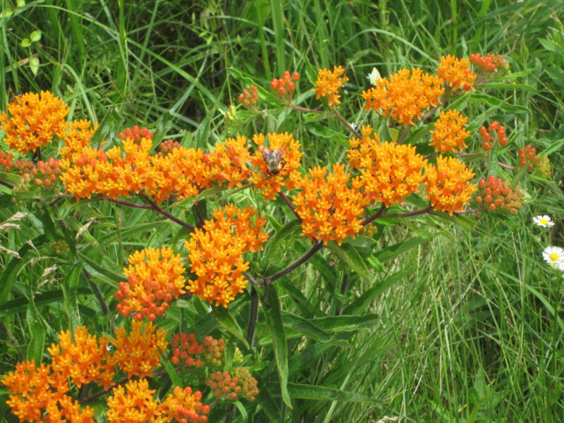 Butterfly weed (Asclepias Tuberosa)