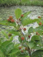 Close-up of Buttonbush