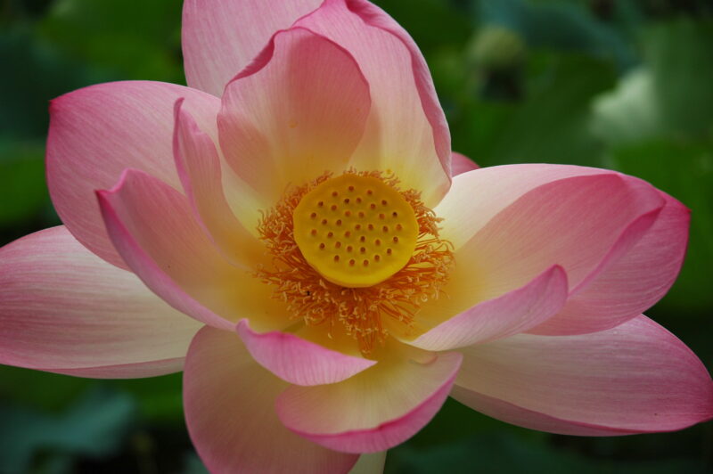 Lotus blossom with fill light