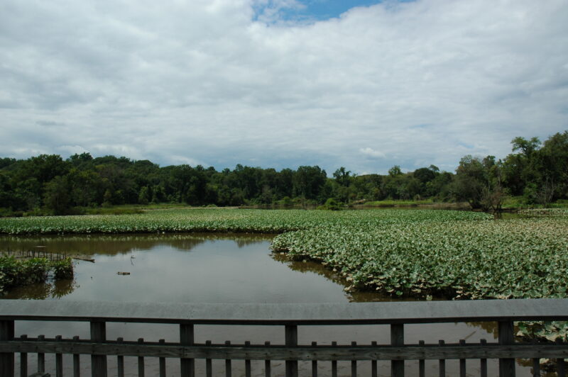 Tidal marsh seen from the boardwalk