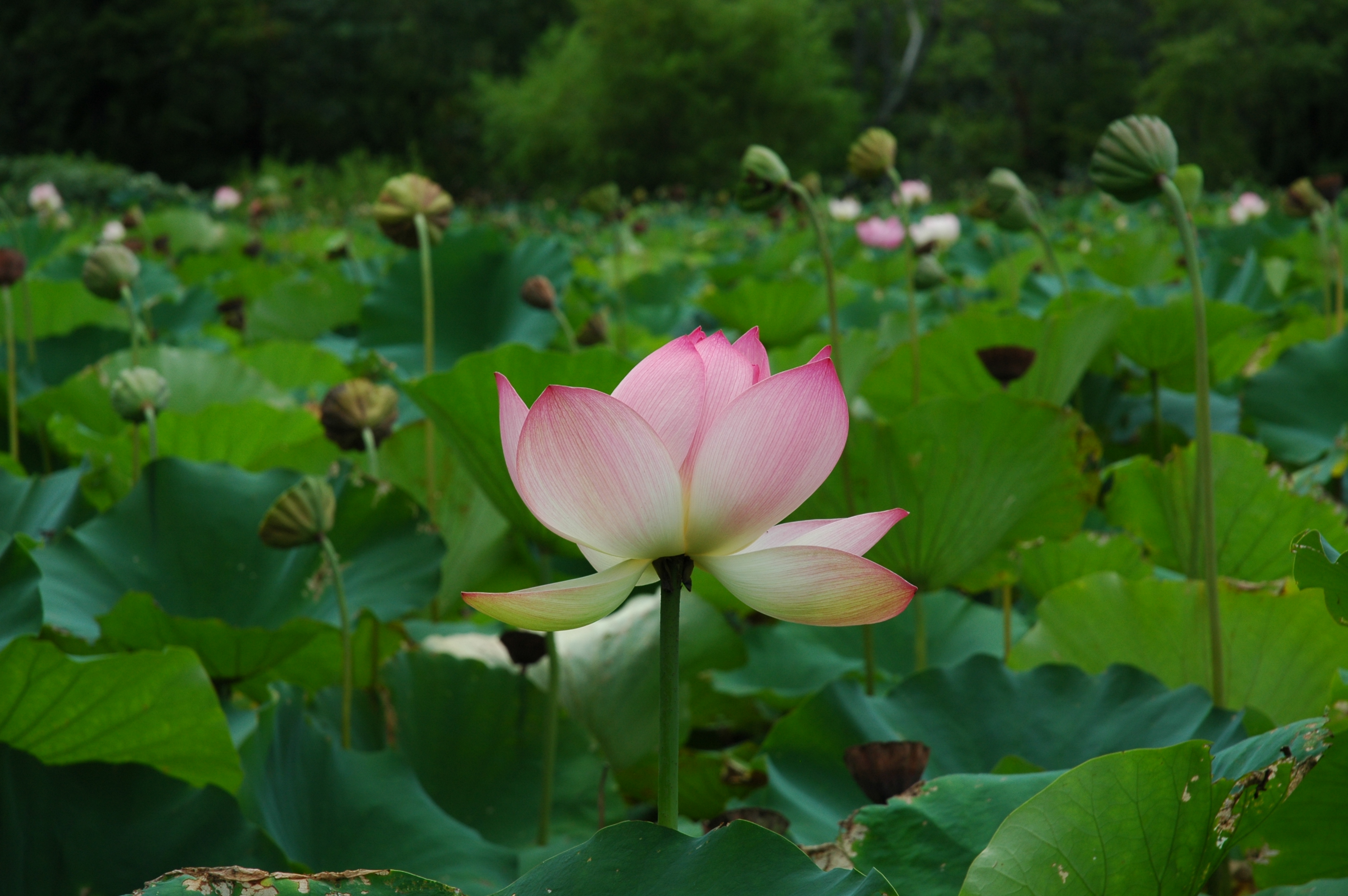 Lotus