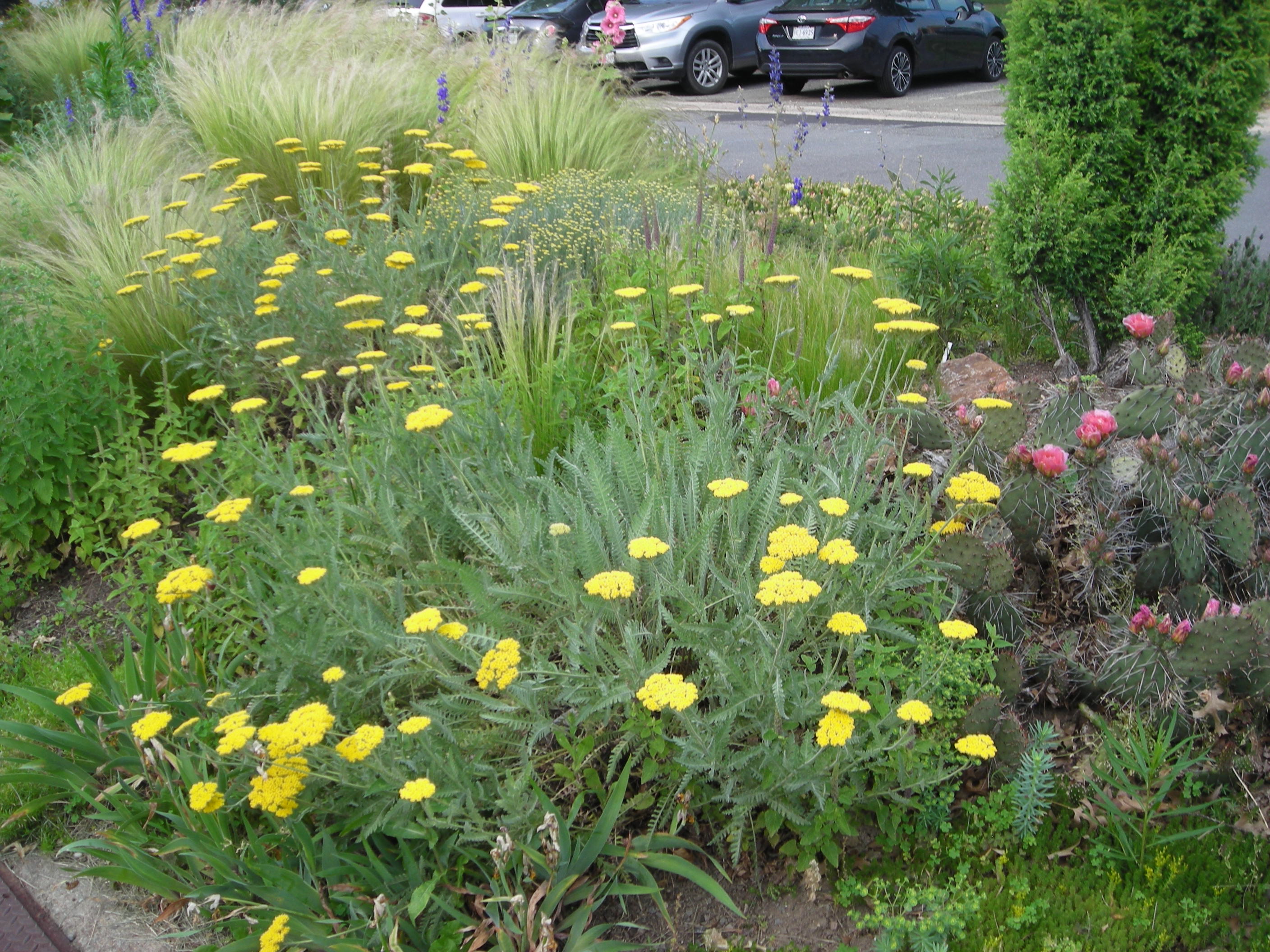 Hollyhocks, Nassella, Yarrow., and Larkspur