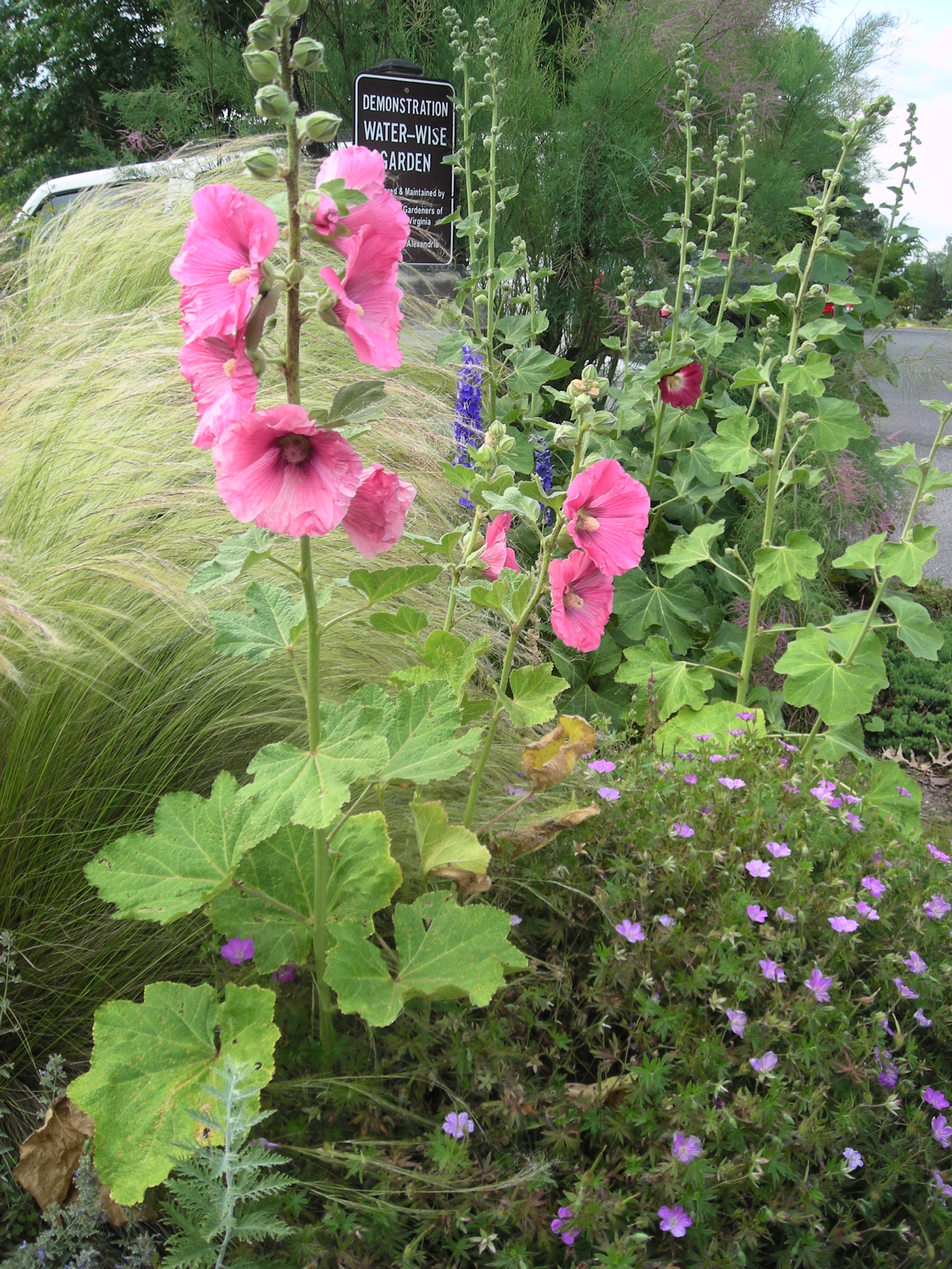 Hollyhocks & Nassella