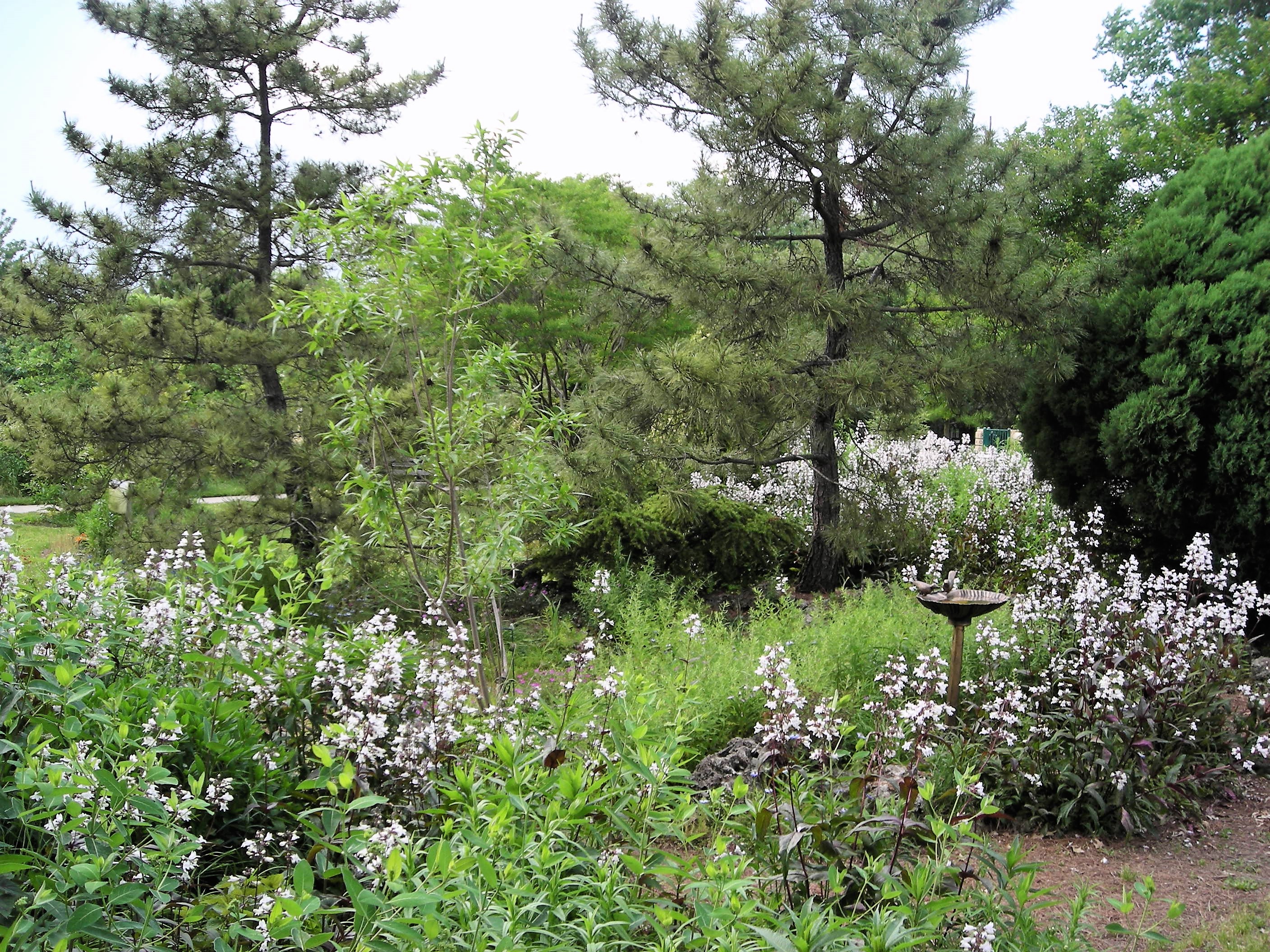 Penstemon Drifts at Simpson