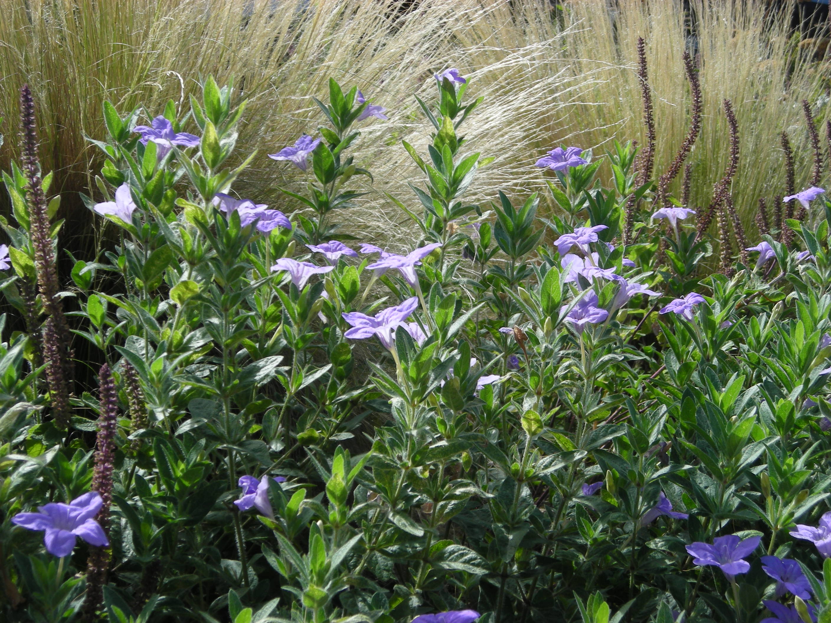 Ruellia simplex & nassella