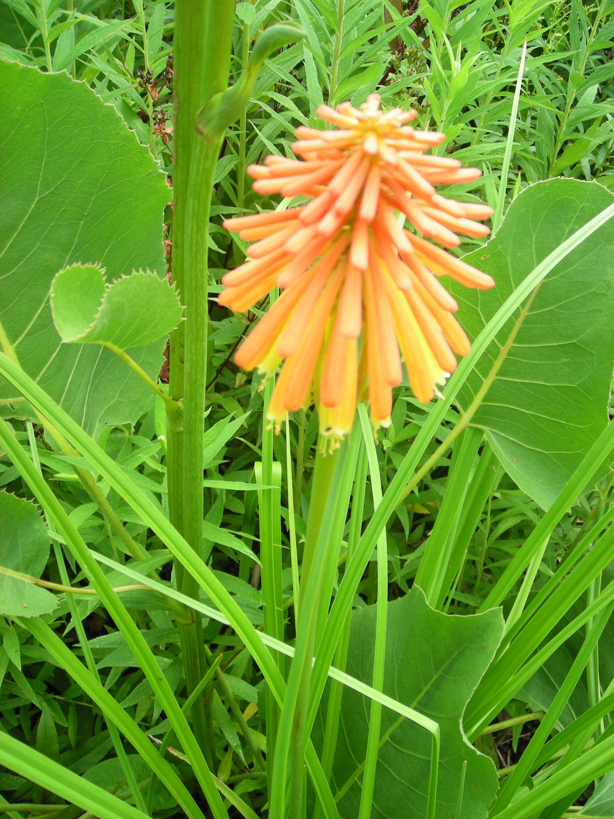 Red Hot Poker Plant