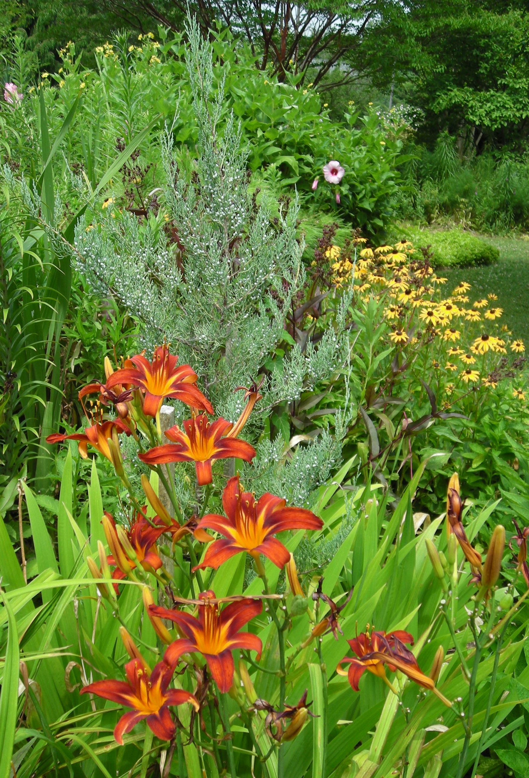 Daylilies, Juniper, Black-eyed Susans