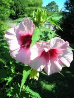 flowers in July