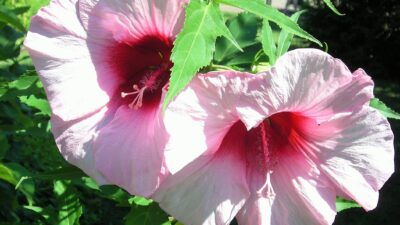 flowers in July