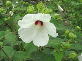 Swamp rose-mallow (Hibiscus moscheutos)