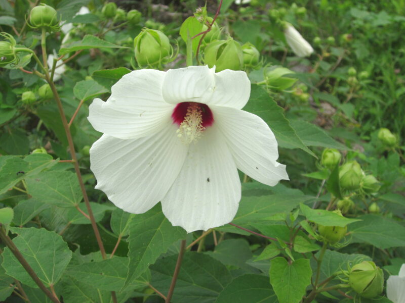 Swamp rose-mallow (Hibiscus moscheutos)