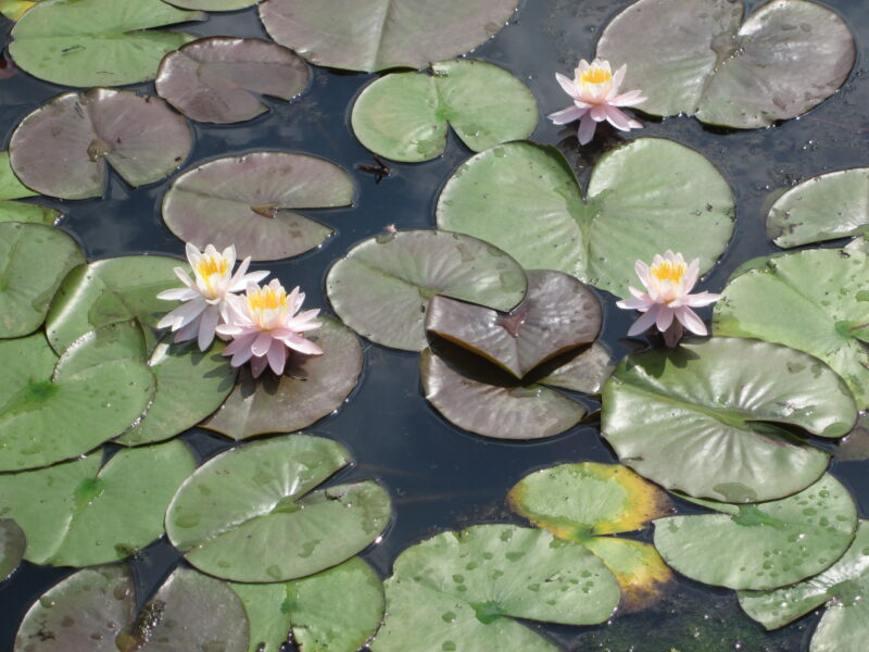 Water Lilies