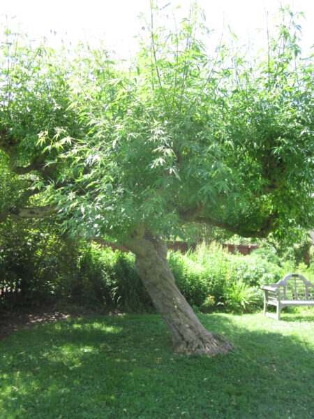 Chaste Tree (Vitex agnus-castus)