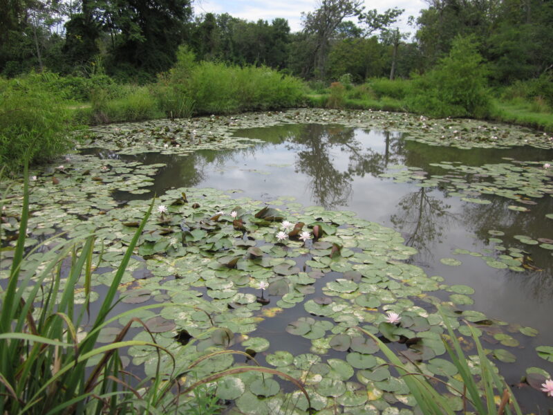Late-blooming water lilies