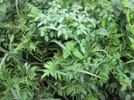 Onoclea sensibilis and Jewelweed at Kennelworth Aquatic Garden in August.