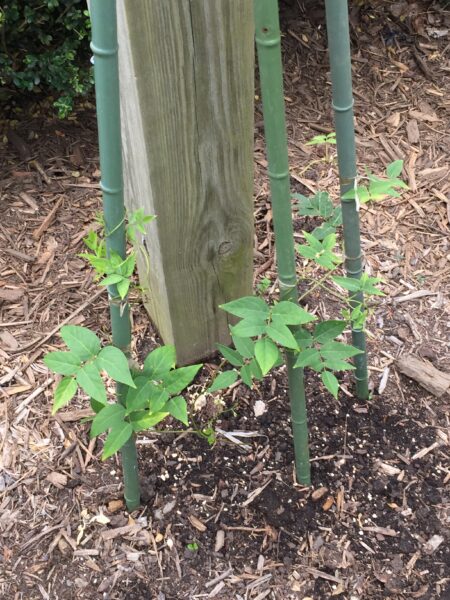American Groundnut (Apios americana)