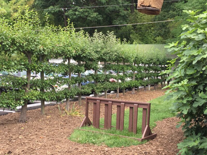 Espaliered Fruit Trees