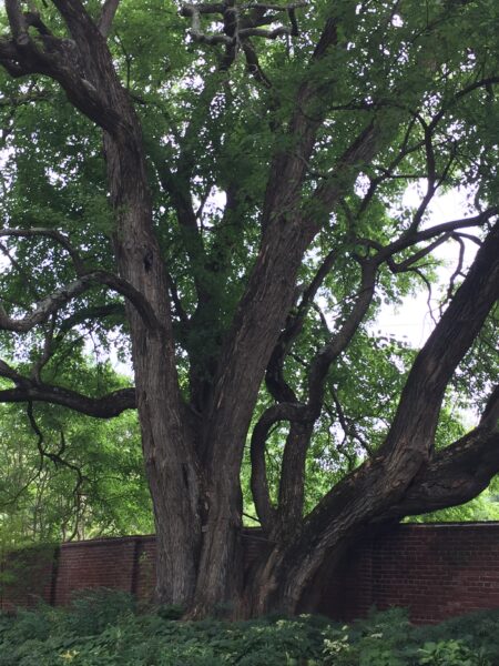 Osage Orange Tree (Maclura pomifera)