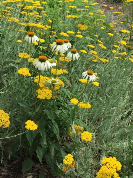Wildlife Garden