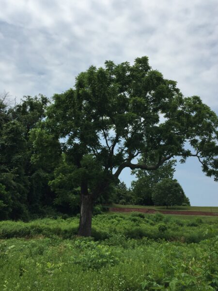 Black Walnut Tree( Juglans nigra)