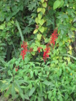 Cardinal Flower
