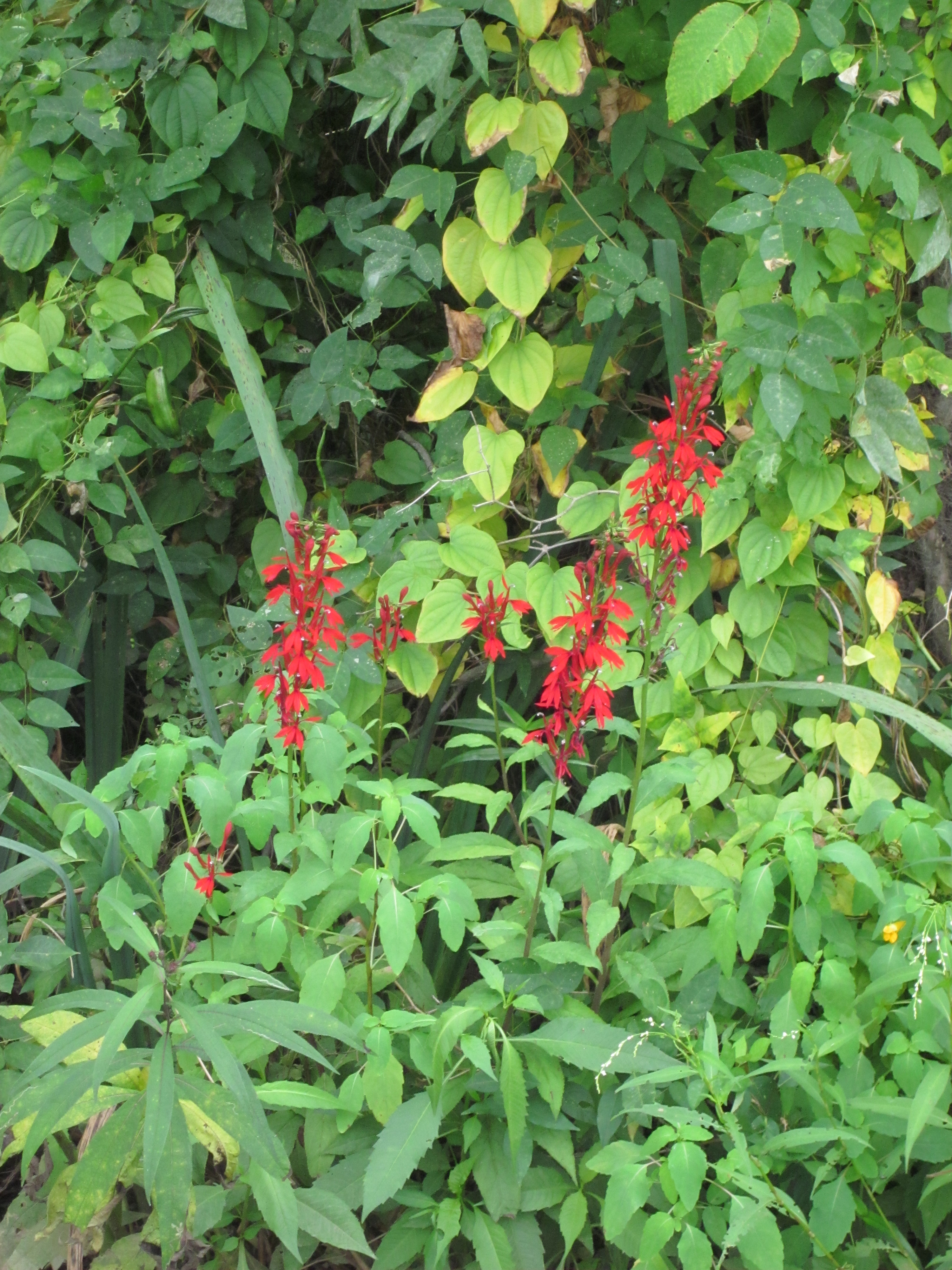 Cardinal Flower