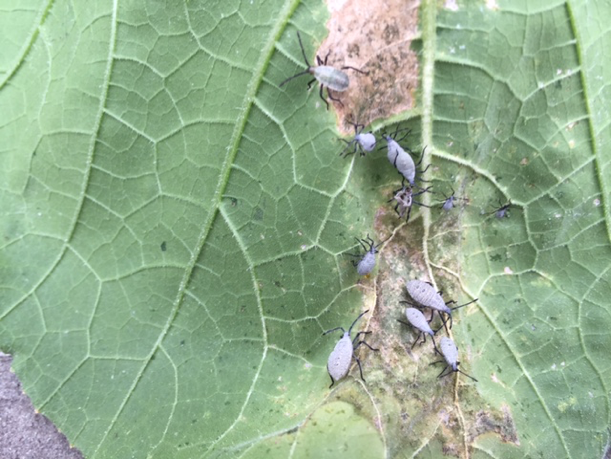 Squash bug nympha