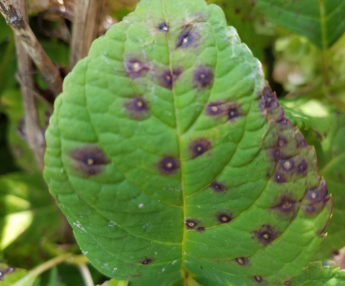 Anthracnose on Hydrangeas