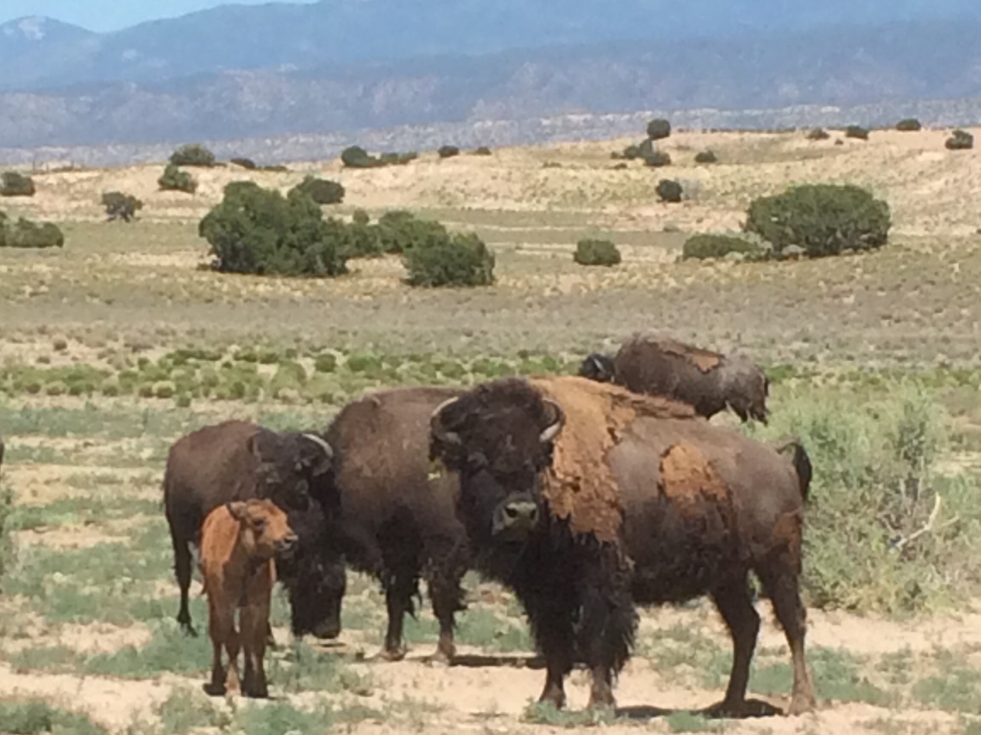 Pojoaque's bison herd added a new member this spring. Bison meat is used for community feasts and meals. Photo by Mark Habeeb