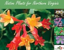 Native Plants for Northern Virginia Guide