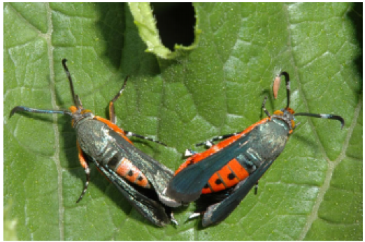 Squash Vine Bugs