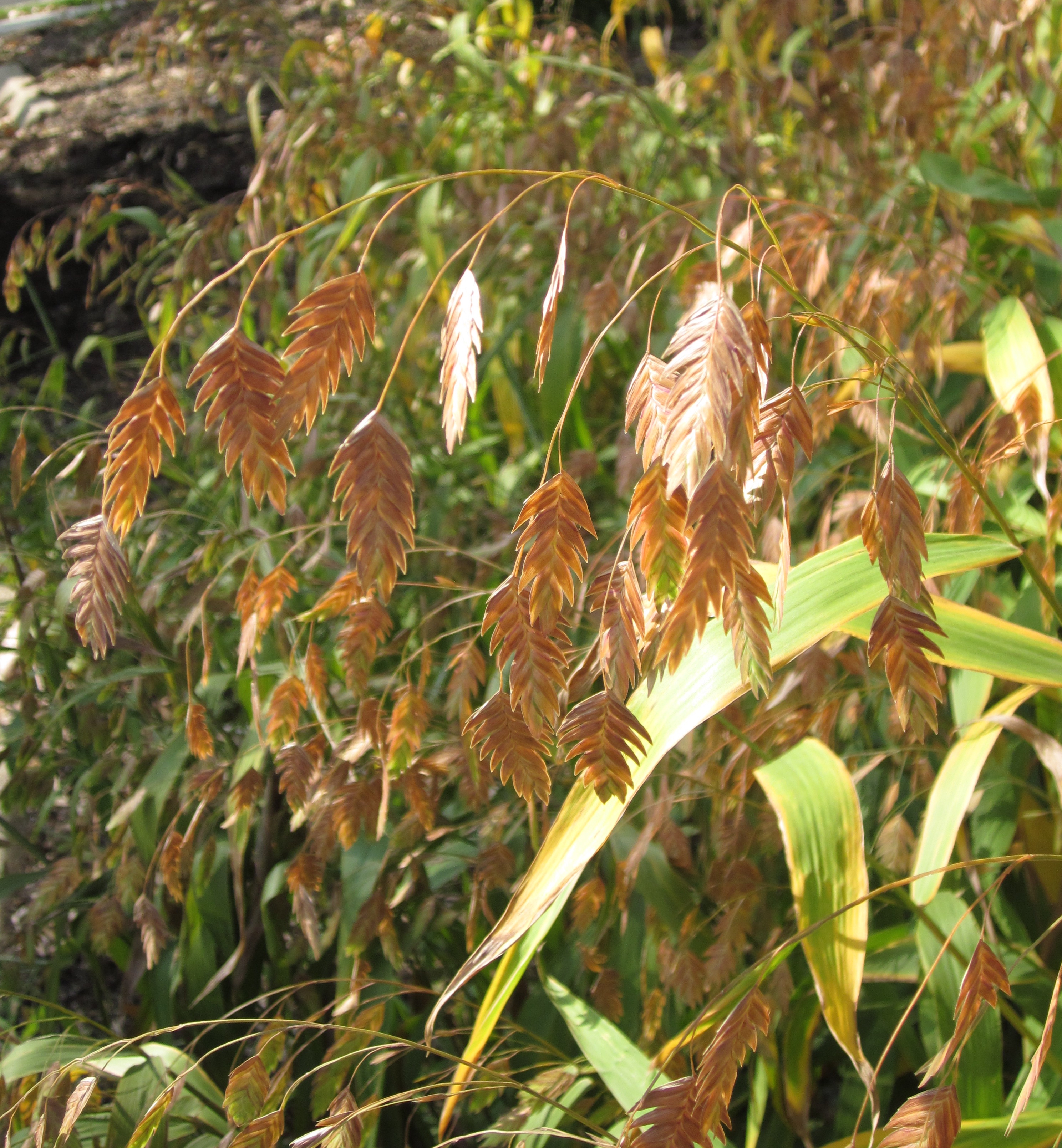 Eye-catching dried seed heads at the Glencarlyn Library Community Garden