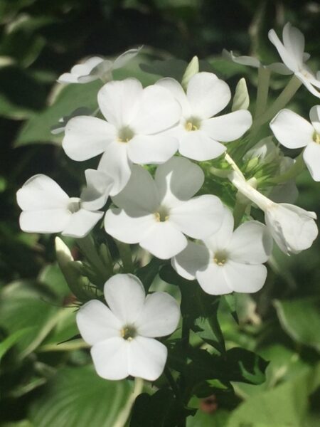 Closeup of white Phlox paniculata, garden phlox flowers
