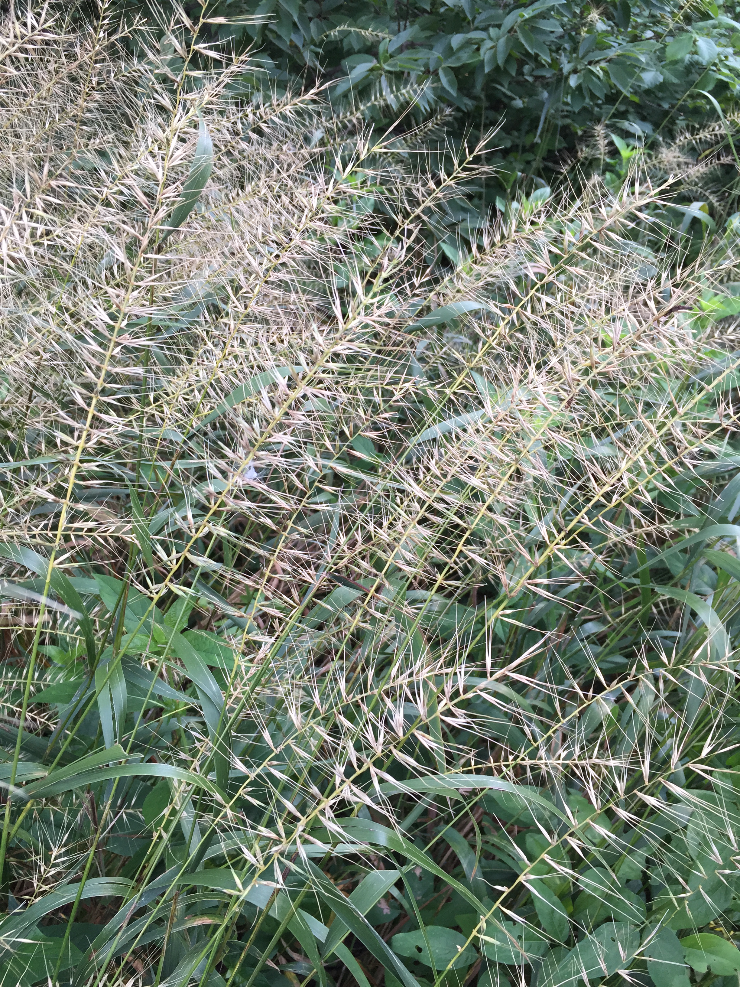 Mature seed heads of bottlebrush grass rustle in the breeze at the National Arboretum