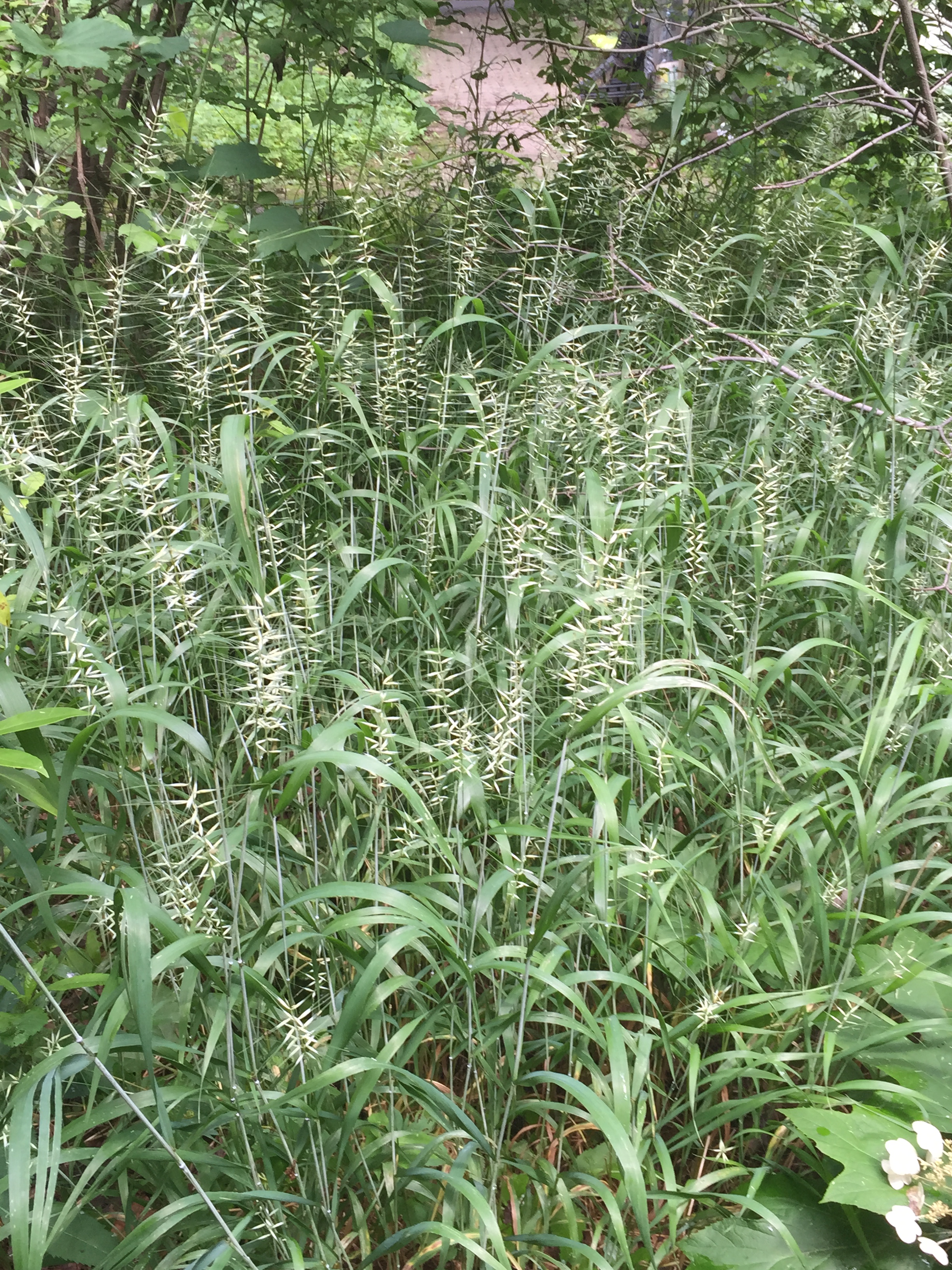 A massed planting of bottlebrush grass at Long Branch Nature Center