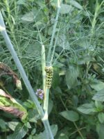 Swallowtail Caterpillar on Fennel
