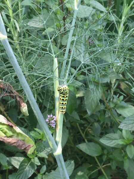 Swallowtail Caterpillar on Fennel