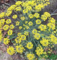 Fennel plant in bloom