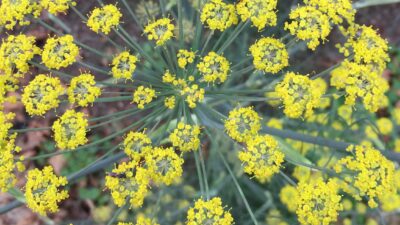 Fennel plant in bloom