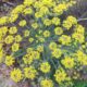 Fennel plant in bloom