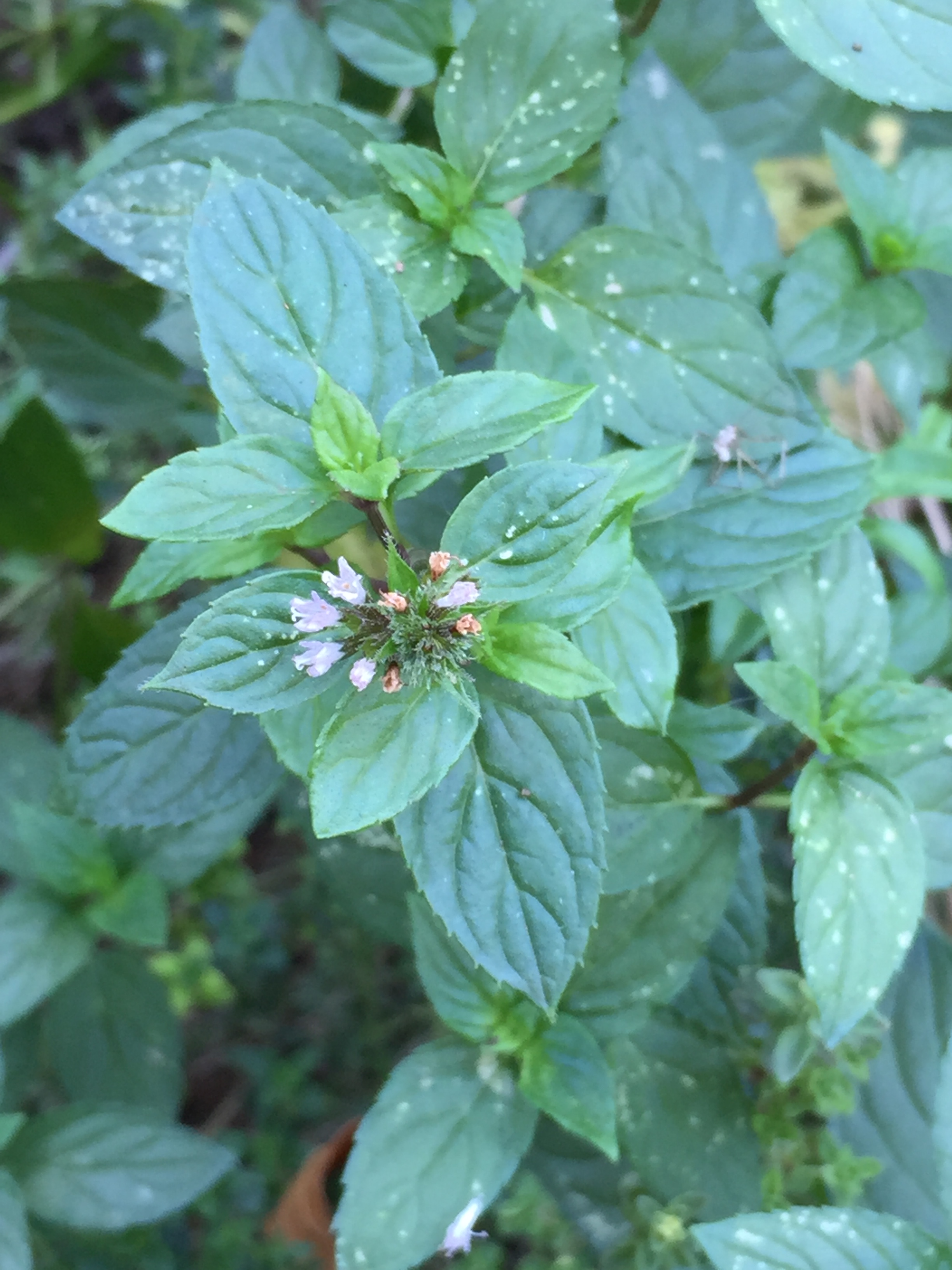 Mentha x piperita 'Chocolate' (Chocolate mint)