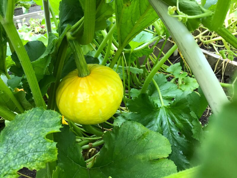 Kabocha Squash not quite ready to pick