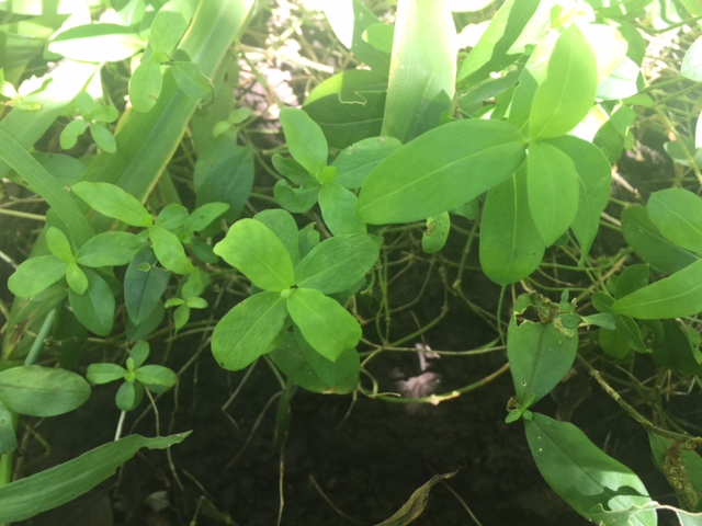 Leaves of Phlox stolonifera, creeping phlox