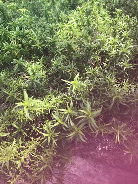 Leaves of Phlox subulata, moss phlox