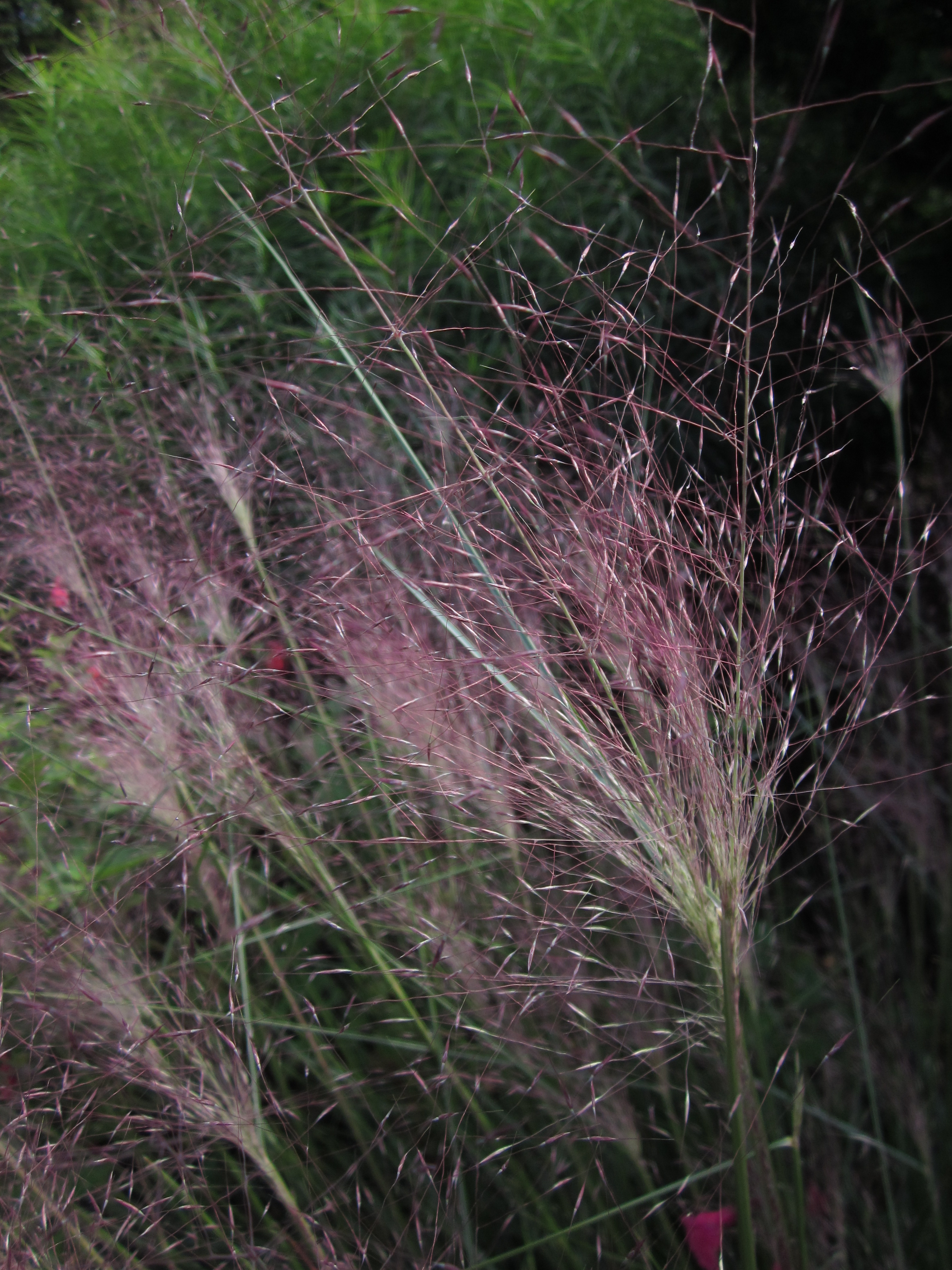 Airy plumes of muhly grass seem to send off sparks in the sun at Green Spring Gardens